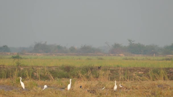 Groep Van Zilverreigers Het Platteland Van Cambodja — Stockvideo