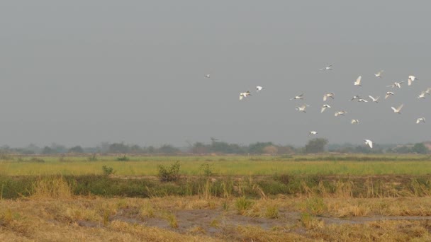 Bir Grup Balıkçıl Kamboçya Nın Kırsalında Uçuyor — Stok video
