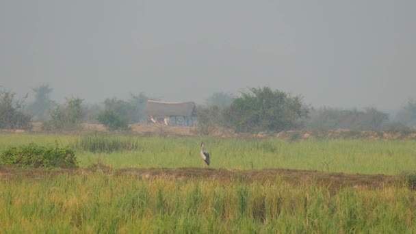 独立站在柬埔寨农村农田上的亚洲开放日 — 图库视频影像