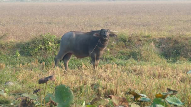 Water Buffalo Looking Camera Countryside Cambodia — Stock Video