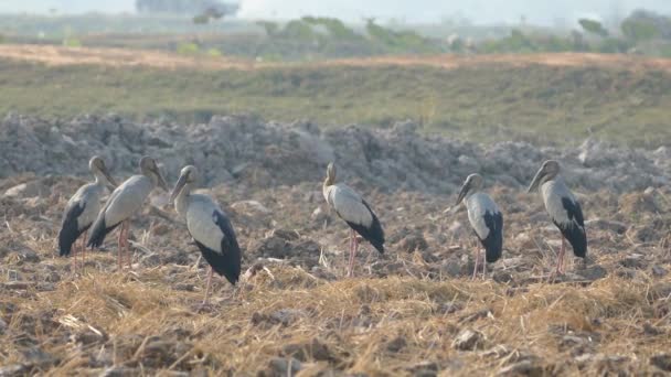 Ομάδα Ασιατικών Πελαργών Openbill Που Στέκονται Στη Γεωργική Της Καμπότζης — Αρχείο Βίντεο