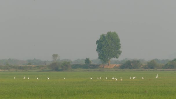 Grupo Garzas Campo Camboya — Vídeo de stock