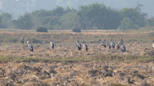 Große Gruppe Asiatischer Tagschnabelstörche Auf Dem Ackerland Mit Wasserbüffeln Hintergrund — Stockvideo