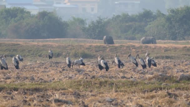 Big Group Asian Openbill Storks Standing Farmland Water Buffaloes Background — Stock Video