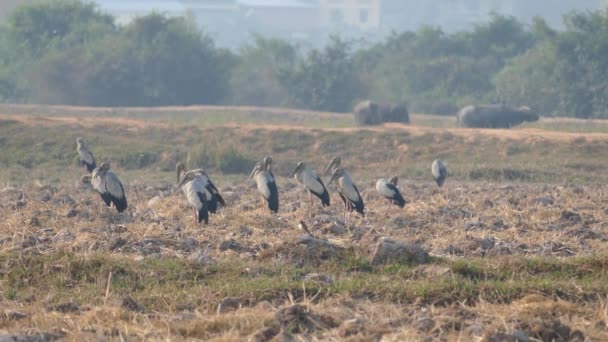 Große Gruppe Asiatischer Tagschnabelstörche Auf Dem Ackerland Mit Wasserbüffeln Hintergrund — Stockvideo