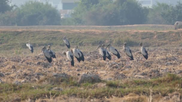 Gran Grupo Cigüeñas Asiáticas Palma Abierta Pie Las Tierras Cultivo — Vídeo de stock