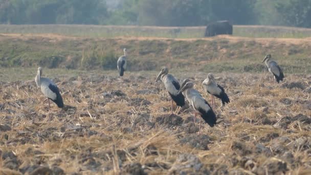 Grupo Cegonhas Abertas Asiáticas Nas Terras Agrícolas Camboja — Vídeo de Stock