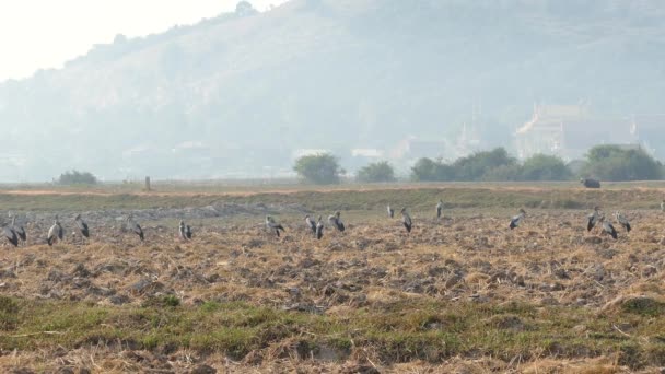 柬埔寨农田边 成群的亚洲大羚羊站在那里 — 图库视频影像