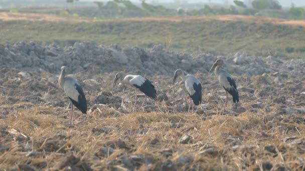Close Four Asian Openbill Storks Standing Farmland Cambodia — Stock Video