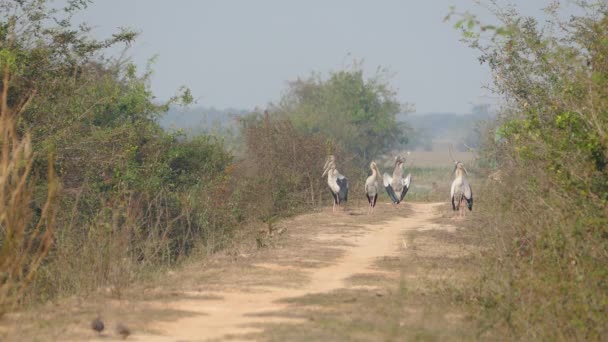 Group Asian Openbill Storks Standing Path Cambodia — Stock Video