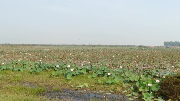 Kamboçya Daki Lotus Çiçek Çiftliği — Stok video