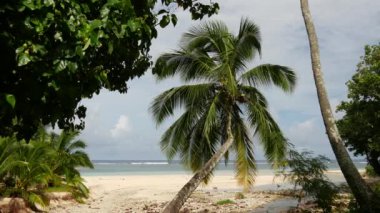Rarotonga Cook Adaları sahilindeki Palmtree