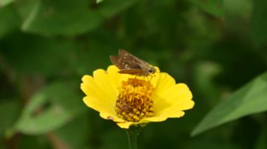 Bali Endonezya 'da sarı bir çiçekte kahverengi kelebek