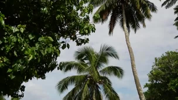 Incline Palmeiras Para Praia Rarotonga Ilhas Cook — Vídeo de Stock