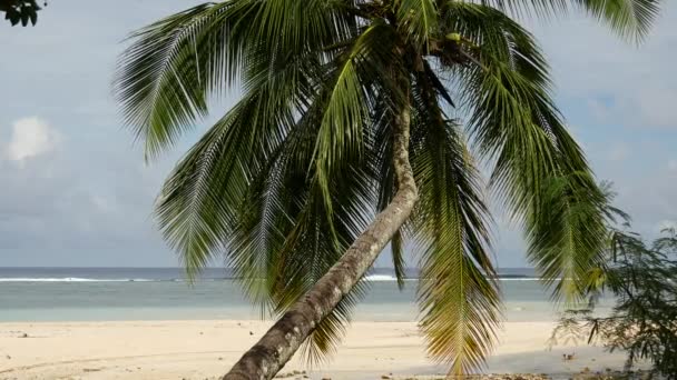 Palmier et chiens à la plage dans les îles Cook Rarotonga