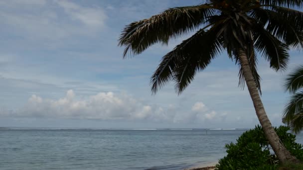 Palmtree Στην Παραλία Στη Ραροτόνγκα Νήσοι Κουκ — Αρχείο Βίντεο
