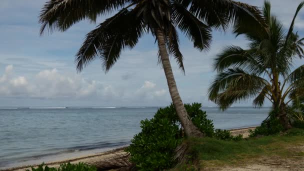 Palmtree Στην Παραλία Στη Ραροτόνγκα Νήσοι Κουκ — Αρχείο Βίντεο