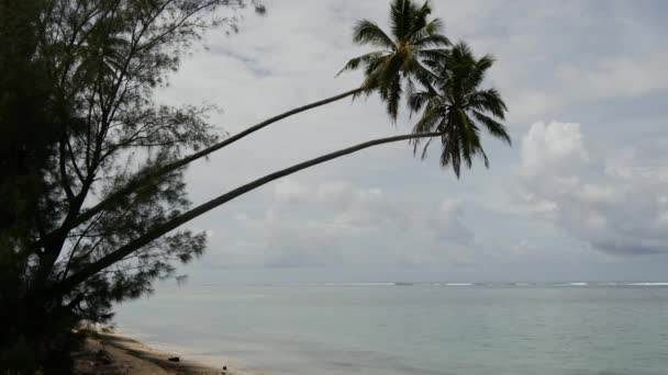 Deux palmiers suspendus au-dessus de la mer dans les îles Cook de Rarotonga