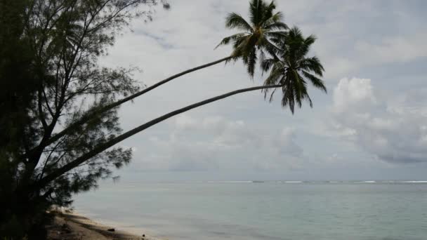 Dos Palmeras Colgando Sobre Mar Rarotonga Islas Cook — Vídeos de Stock