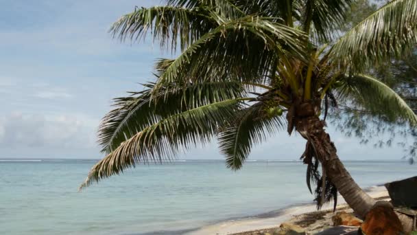 Palmtree Beach Rarotonga Cook Islands — Stock Video