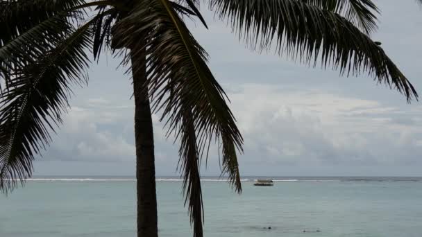 Palmtree Mar Com Pequeno Barco Rarotonga Ilhas Cook — Vídeo de Stock