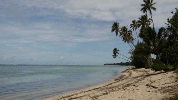 Palmetrær Strand Rarotonga Cookøyene – stockvideo