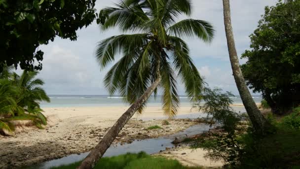 Palmtrees Στην Παραλία Της Ραροτόνγκα Νήσοι Κουκ — Αρχείο Βίντεο