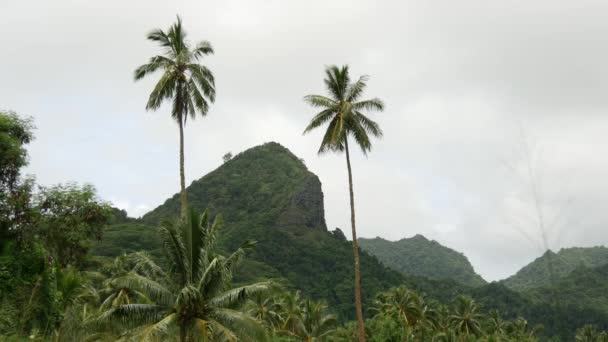 Pálmafák Hegyek Rarotonga Cook Szigeteken — Stock videók