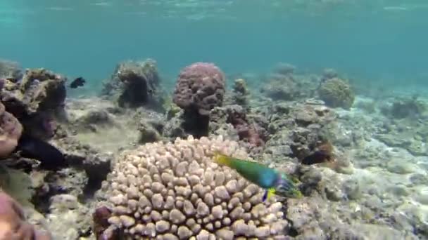 Snorkelling Rarotonga Cook Islands — стокове відео