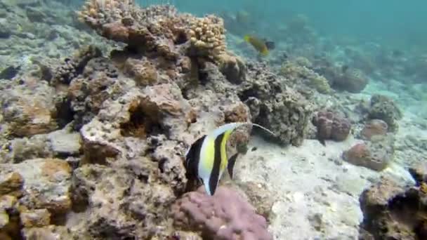 Snorkel Rarotonga Islas Cook — Vídeos de Stock