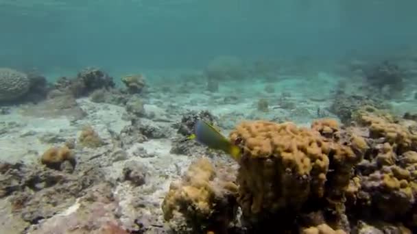 Snorkel Rarotonga Islas Cook — Vídeo de stock