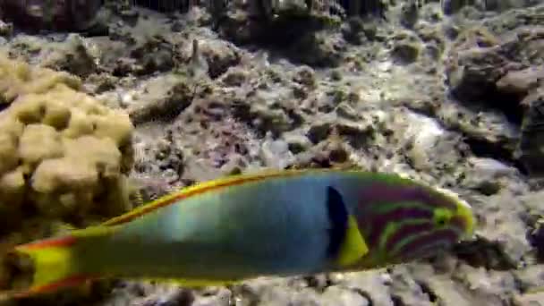 Риба Папуга Під Час Плавання Острові Раротонга Острови Кука — стокове відео