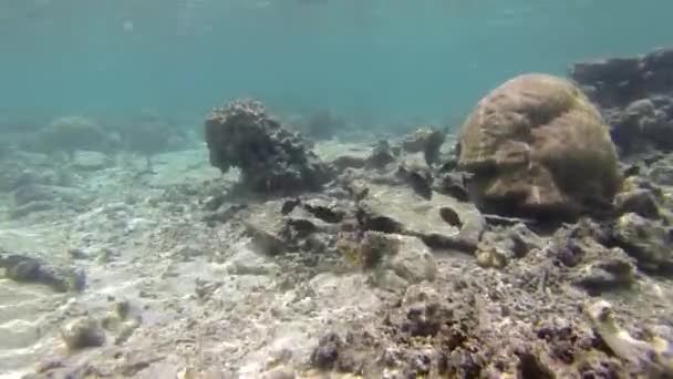 Ныряние Маской Островах Кука Раротонга — стоковое видео