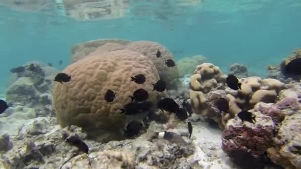 Snorkeling Rarotonga Cook Islands — Video Stock
