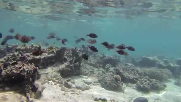 Snorkelling Rarotonga Cook Islands — стокове відео