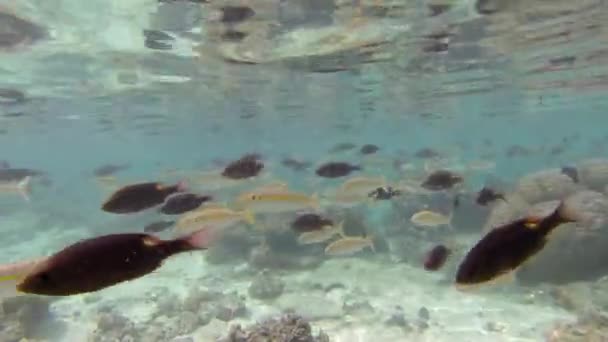 Mergulho Com Snorkel Nas Ilhas Cook Rarotonga — Vídeo de Stock