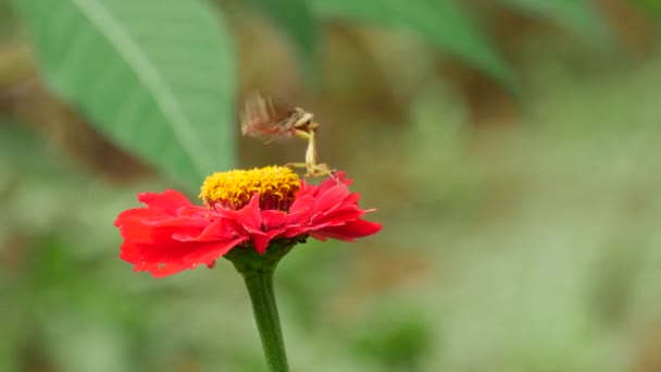 Grashopper Fighting Brown Butterfly Red Flower — Stock Video
