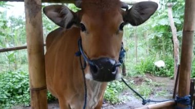 İnek Bali, Endonezya 'nın kırsal kesiminde kapanıyor.