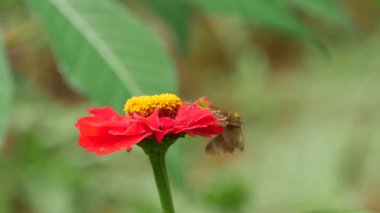 Kahverengi kelebek kendini kırmızı bir çiçekte bir Grashopper 'la dövüşmekten kurtarır.