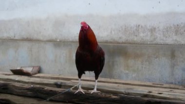 Horoz Bali, Endonezya 'da bağlı.