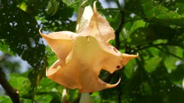 Endonezya, Bali 'de pembe çiçek