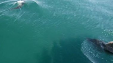 Yunuslar Yeni Zelanda Körfezi 'nde bir teknenin önünde yüzüyorlar.