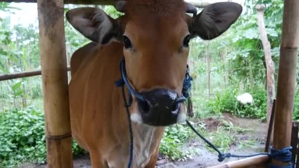 Αγελάδα Κοντά Στην Εξοχή Του Μπαλί Ινδονησία — Αρχείο Βίντεο
