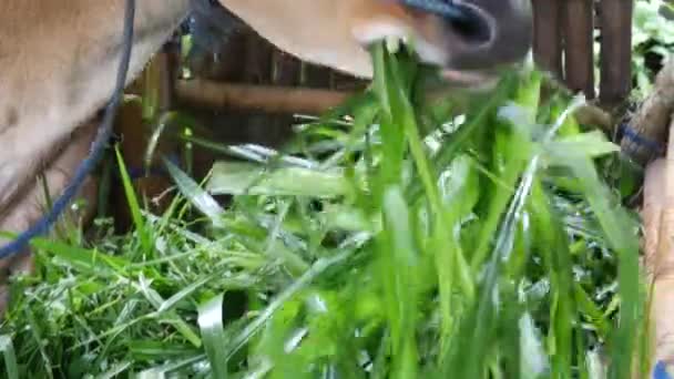 Gros plan d'une vache mangeant de l'herbe à la campagne de Bali, Indonésie