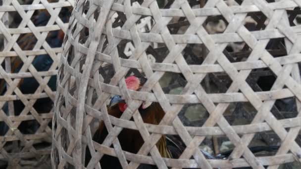 印度尼西亚巴厘岛一只篮子里的公鸡 — 图库视频影像