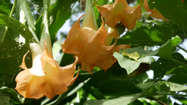 Roze Bloemen Bali Indonesië — Stockvideo