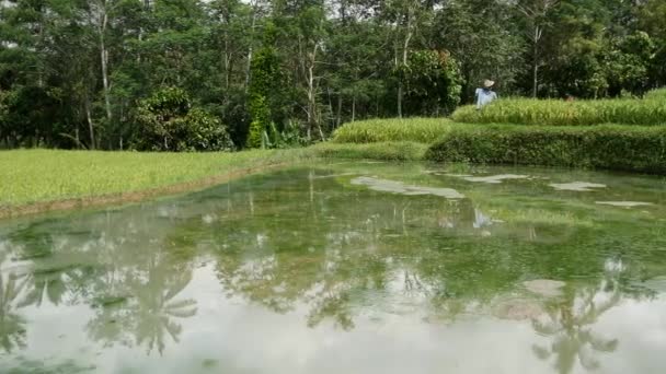 Panela Reservatório Água Para Terraço Arroz Bali Indonésia — Vídeo de Stock