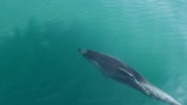Golfinho Nadando Frente Barco Baía Das Ilhas Nova Zelândia — Vídeo de Stock