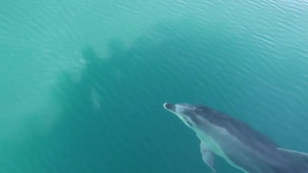 Delfín Nadando Frente Barco Bahía Las Islas Nueva Zelanda — Vídeo de stock