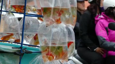 Hoi An Vietnam sokaklarında bir motosikletin arkasında plastik bir torba içinde altın balığın yakınından geç.